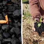 4 formas inesperadas de utilizar el carbón vegetal en el