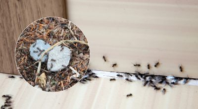 Adiós a las molestas plagas: cómo deshacerse de las hormigas de una vez por todas