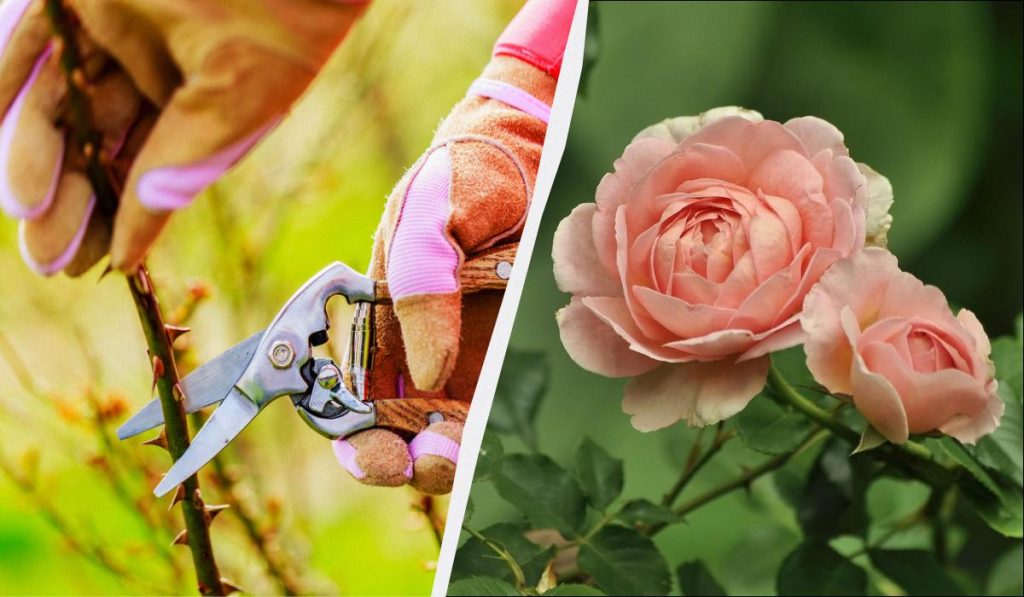 Ahora es el mejor momento para cortar rosas: así se propagan – todo el mundo puede hacerlo