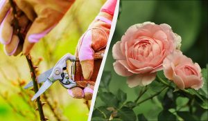 Ahora es el mejor momento para cortar rosas: así se propagan – todo el mundo puede hacerlo