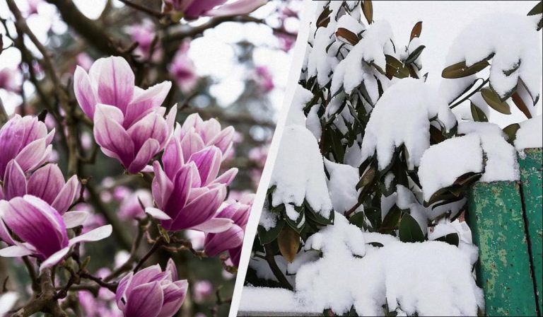 Cómo conservar el magnolio en invierno: 6 consejos para que las flores no se hielen
