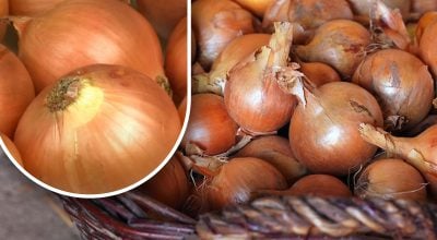 Cómo conservar las cebollas para que no broten antes del verano: un jardinero ha revelado un sencillo método
