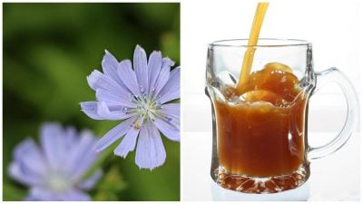Cómo hacer fácilmente kvas de achicoria en casa: una receta muy sencilla y rápida