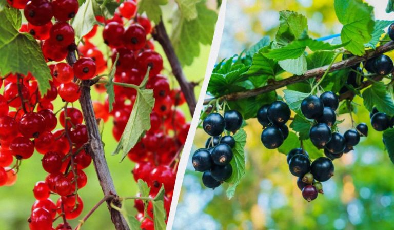 Cómo plantar correctamente las grosellas en otoño, para que en verano los arbustos rebosen de bayas