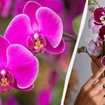 Cómo trasplantar una orquídea a una nueva maceta: consejos útiles