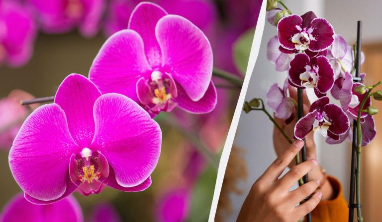 Cómo trasplantar una orquídea a una nueva maceta: consejos útiles