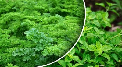 Cosecha en un mes: lo que puedes sembrar o plantar en septiembre