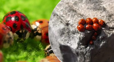 Criados y lanzados desde aviones: después de las langostas, Ucrania es atacada por una nueva plaga