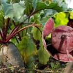 Cuándo cosechar remolacha en 2025: se nombran dos signos de una hortaliza madura