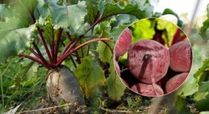 Cuándo cosechar remolacha en 2025: se nombran dos signos de una hortaliza madura