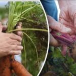 Días propicios: cuándo cavar zanahorias y remolachas según el calendario