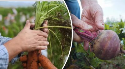 Días propicios: cuándo cavar zanahorias y remolachas según el calendario lunar 2025