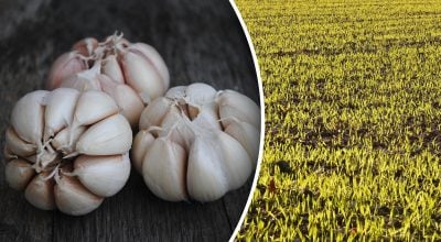 Dónde no plantar ajos de invierno: es importante elegir bien los predecesores