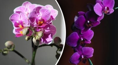 Dónde poner orquídeas: expertos británicos han dado el nombre del lugar ideal en el piso