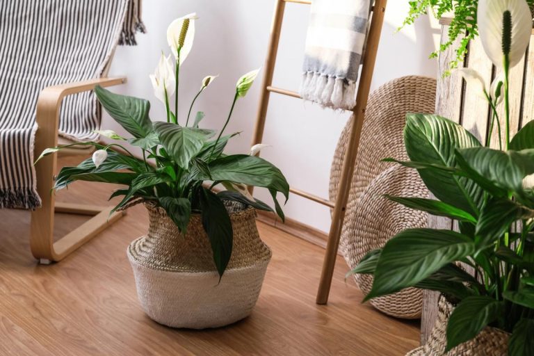 Dónde poner un spathiphyllum para que florezca: Los 5 mejores lugares de la casa