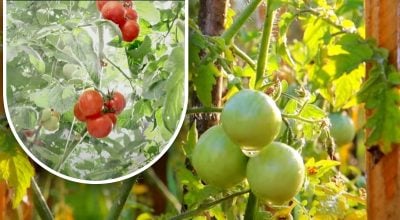 Doscientos gramos y están maduros: una horticultora comparte el método de su abuelo sin productos químicos