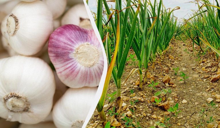 El ajo adora este abono: qué espolvorear en otoño para obtener grandes cabezas