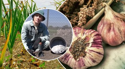 El ajo crecerá como la levadura: cómo preparar las camas en otoño