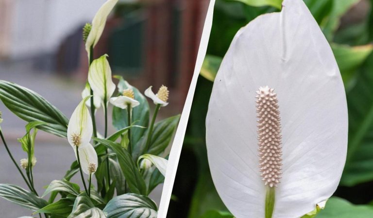 El Spathiphyllum florecerá durante años si lo mantienes alejado del mismo lugar en otoño