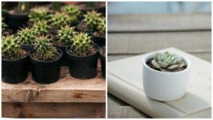 El «vampiro» silencioso de la casa: dónde no se deben colocar los cactus según el feng shui