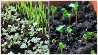 En qué se pueden plantar microgreens: un ingenioso truco deslumbrará con resultados impresionantes