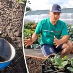 Es posible: un cultivador de dacha reveló una forma sencilla