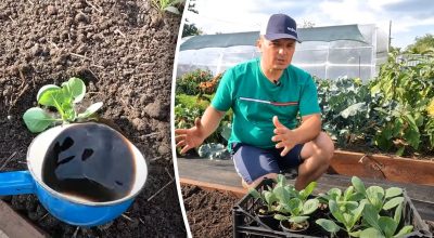 Es posible: un cultivador de dacha reveló una forma sencilla de cultivar coles tempranas en otoño
