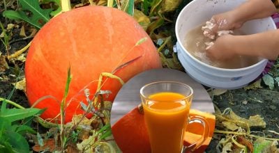 La calabaza será como la miel: dos cosas en septiembre y los vecinos envidiarán tu cosecha