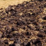 La cosecha será el doble de grande: qué tipo de