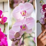 La orquídea florecerá en otoño si la alimentas una vez