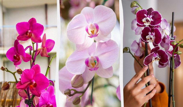 La orquídea florecerá en otoño si la alimentas una vez al mes con un sencillo remedio