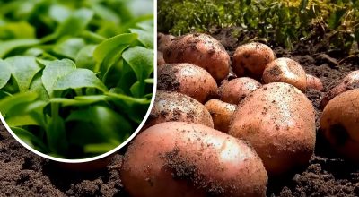 La tierra será como pelusa: un jardinero explica qué sembrar tras la cosecha de patatas