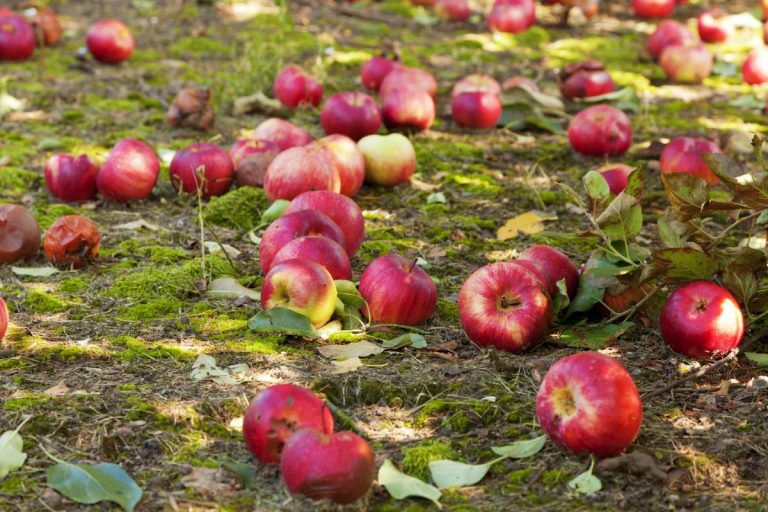Las manzanas podridas no son abono: 4 razones por las que la fruta estropeada debe retirarse del suelo