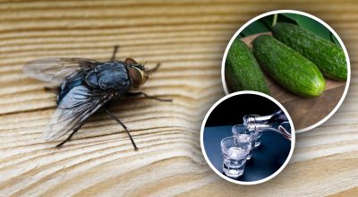 Las moscas desaparecerán al instante: los mejores remedios naturales contra los insectos