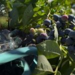 Los arándanos resisten cquier helada: el jardinero desvela los principales