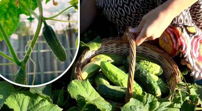 Los arbustos de pepino cobran vida: un remedio para prolongar la fructificación hasta las heladas