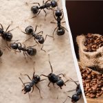 Los insectos olvidarán el camino hacia su casa: un remedio