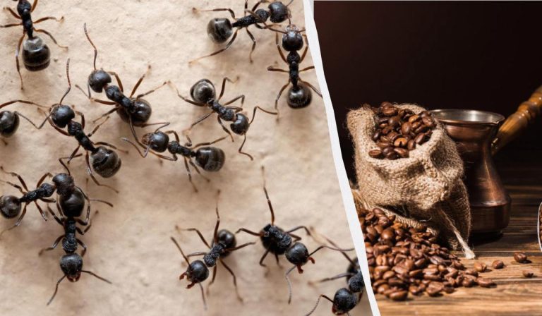 Los insectos olvidarán el camino hacia su casa: un remedio probado contra las hormigas
