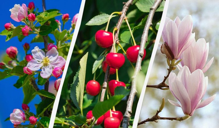 Los jardineros han dado nombre a 8 árboles que no deben podarse en otoño