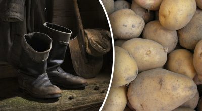 Los peores días: cuándo no cavar patatas en septiembre