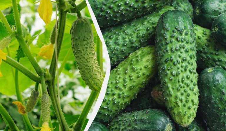 Los pepinos durarán hasta las heladas: qué variedades se pueden sembrar en septiembre