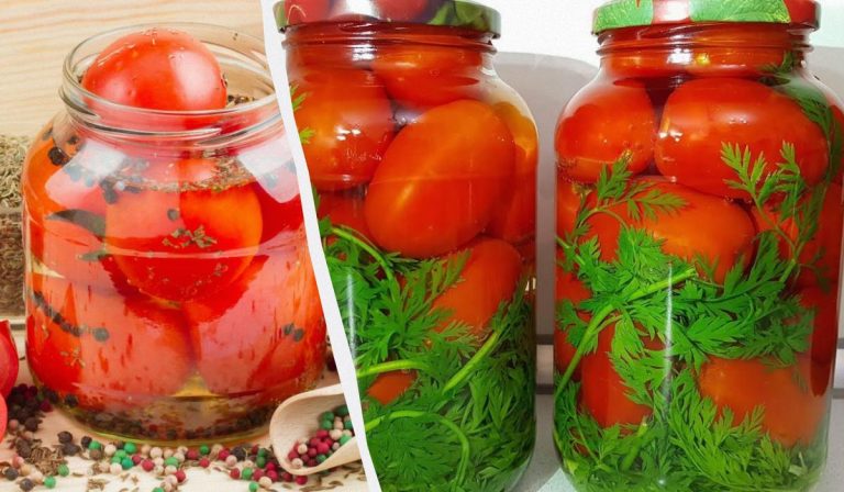 Los tomates en escabeche «Vintage» no se distinguen de los tomates de barril: los comemos juntos con la salmuera