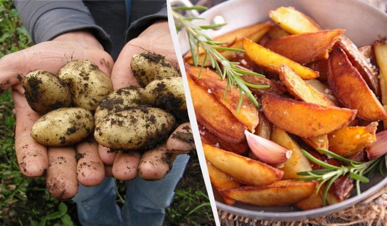 Nombradas las 6 variedades de patata más deliciosas de Ucrania: los agricultores las adoran