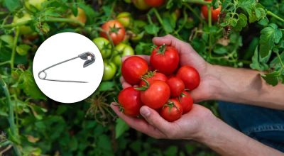 Ponerse rojo 10 días antes: cómo acelerar la maduración de los tomates con un alfiler