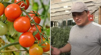 Por qué los tomates se «atascan» en el crecimiento: razones ocultas y cómo resolver el problema