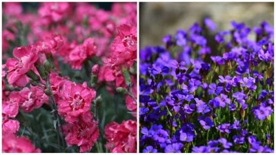 Qué flores plantar en primavera en el jardín y en el parterre: los jardineros han bautizado la variedad de primera clase