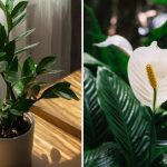 Qué planta es más fácil de cultivar en casa: opciones