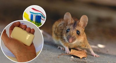 Ratas y ratones desaparecerán para siempre: un remedio rentable contra los roedores