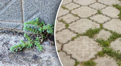 Sin productos químicos ni esfuerzos innecesarios: cómo eliminar las malas hierbas del jardín en cuestión de minutos