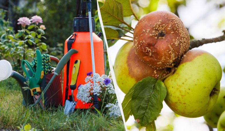 Tras este tratamiento, las manzanas dejaron de pudrirse: un remedio salvador de 3 componentes